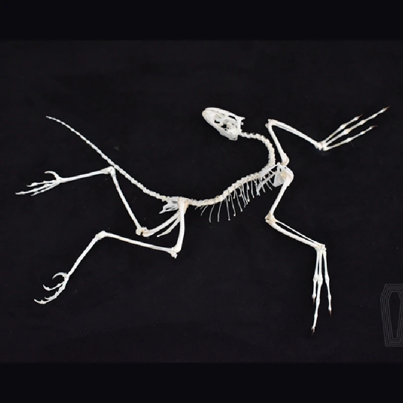 2120 Archaeopteryx Fossil Art  - đánh giá và giá Fossil Replica Display