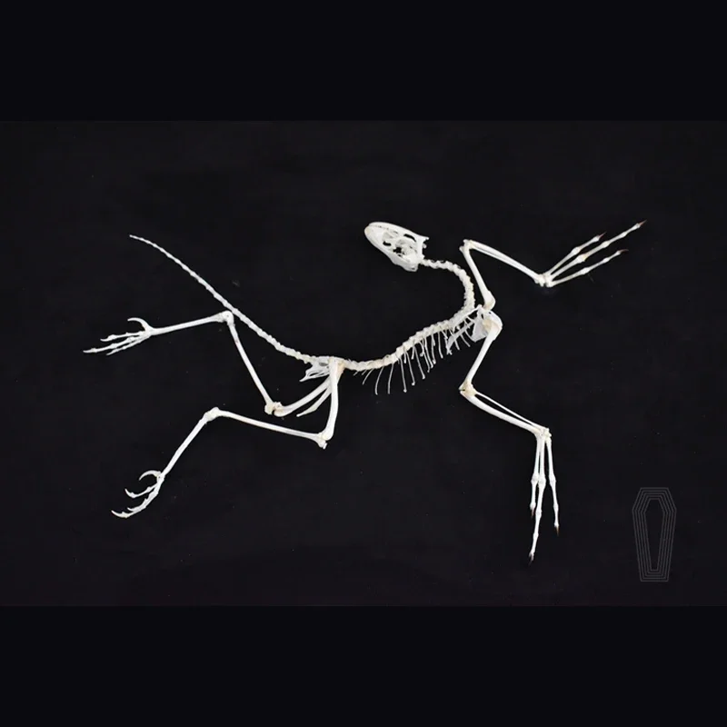 2120 Archaeopteryx Fossil Art  - đánh giá và giá Fossil Replica Display